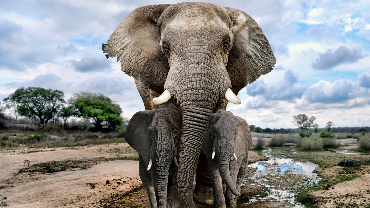 Posible impacto de rayo mata a una familia de 6 elefantes : Noticias de