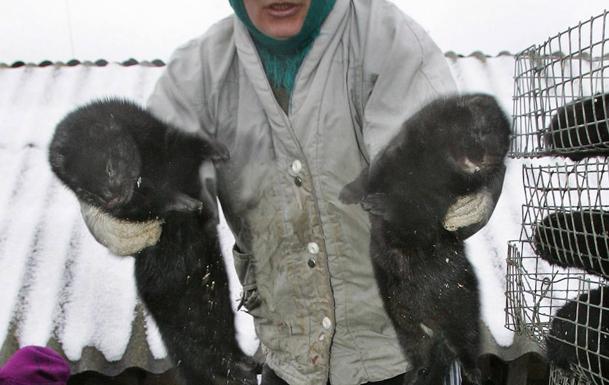 Alerta sanitaria por un brote de gripe aviar en una granja de visones de Galicia : Trending de Colombia