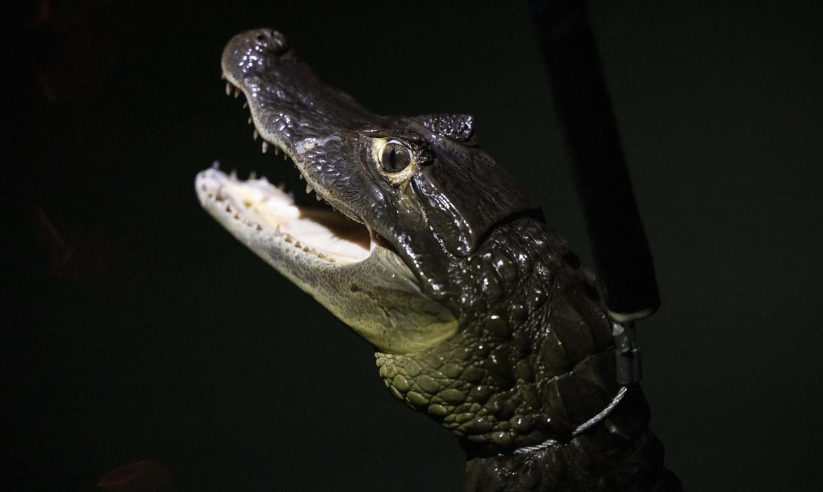 Capturan un caiman de seis pies frente a una residencia en Santurce : Noticias de Puerto Rico