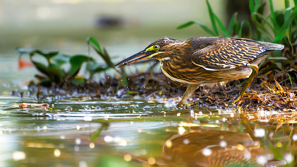Cientificos argentinos contra el colonialismo en el estudio de aves, desde los nombres a los “consejos” : Noticias de Argentina