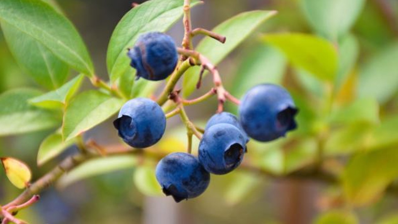 El cafe puede ayudar a mantener la tension baja, segun un estudio : Trending de Colombia