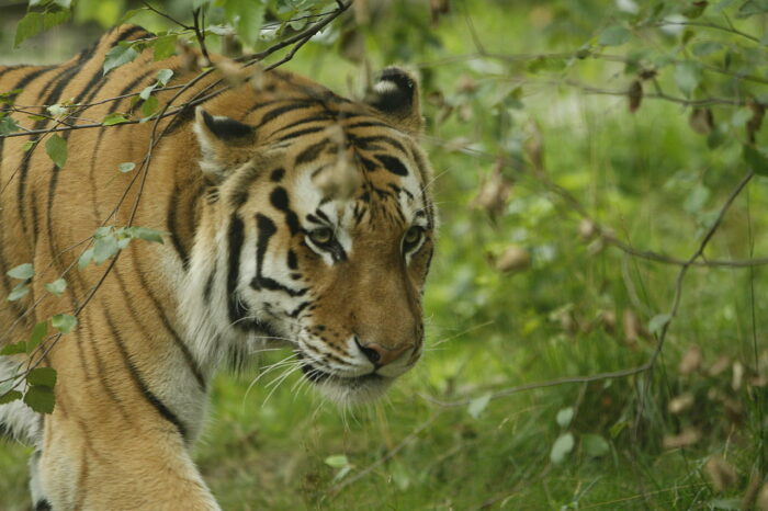 Un tigre fugado de un parque natural mata a un niño y a su abuelo en dos ataques en menos de 12 horas de diferencia en India : Internacional de
