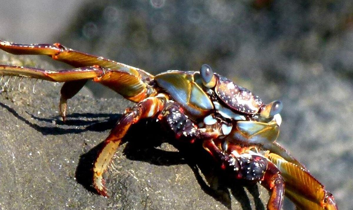 La presencia de un cangrejo en la pista retrasa el aterrizaje de un avion en Brasil : Noticias de