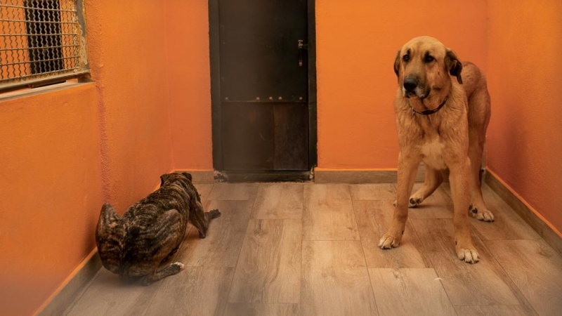 Los perros sin ley: malheridos, sin hogar y sin derechos : Entretenimiento de España