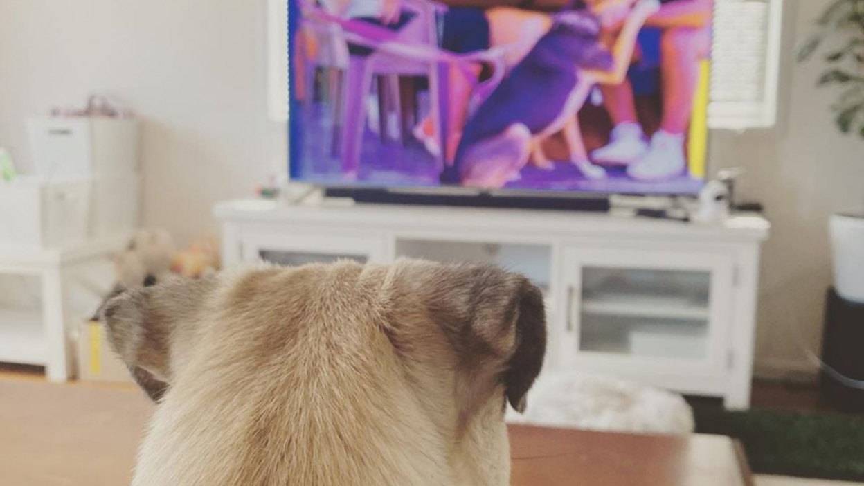 DogTV: lanzan un “Netflix” para perritos con contenido especificamente curado : Entretenimiento de Argentina