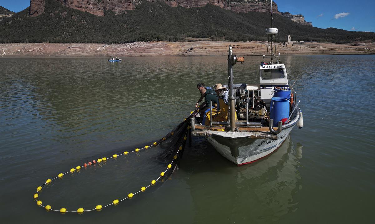 Mueren millones de peces durante ola de calor en Australia : Noticias de