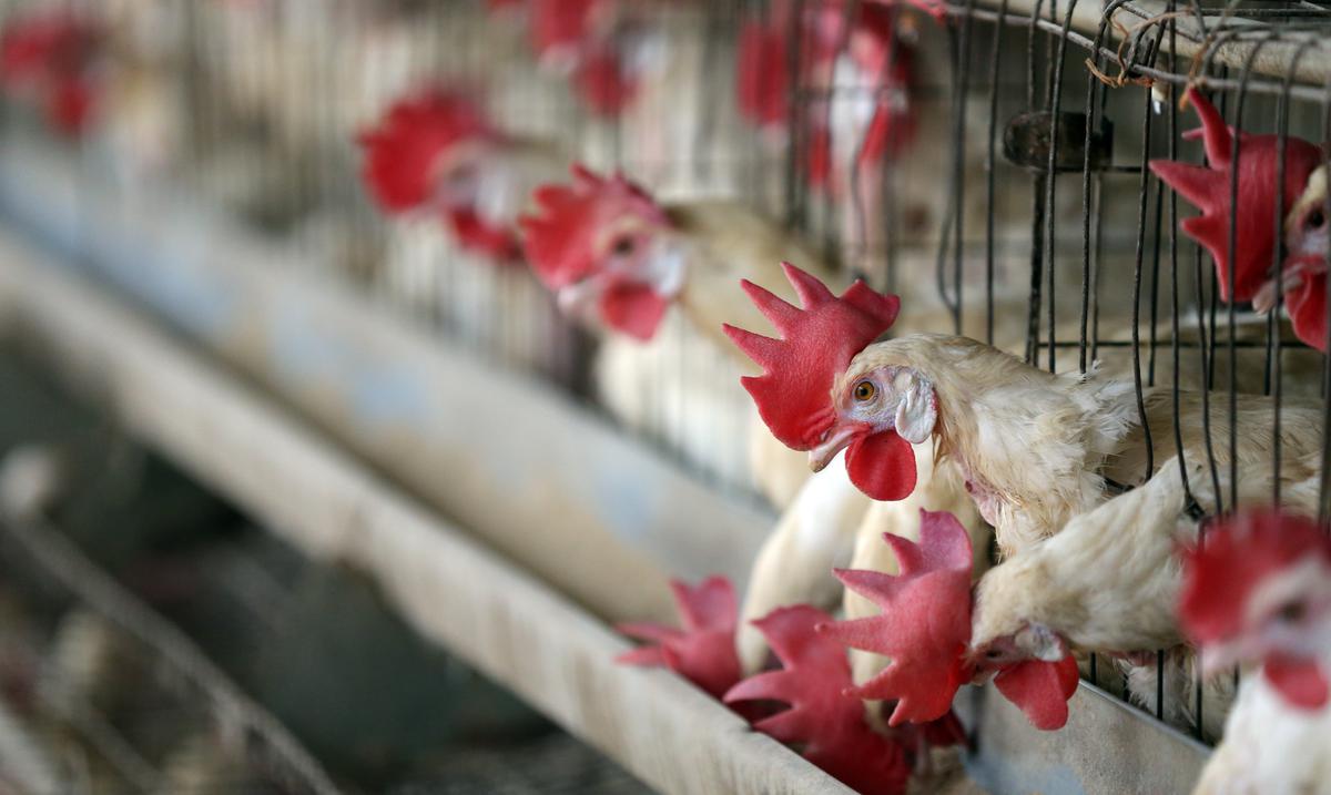 Una mujer de 56 años se infecta con la gripe aviar H3N8 en China : Noticias de