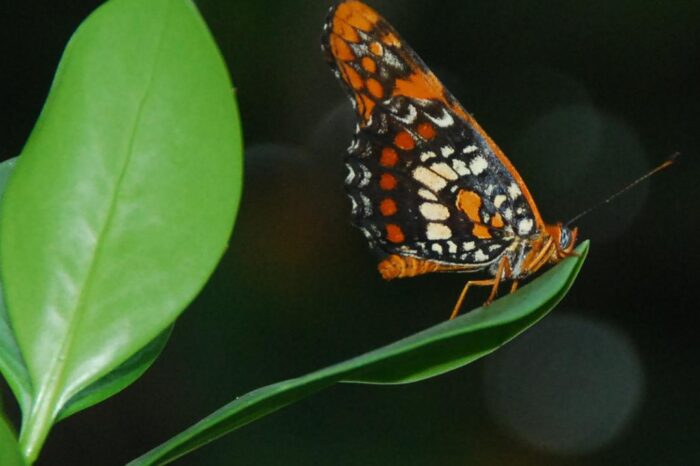 Nuevas denuncias sobre deforestacion del habitat de la mariposa arlequin en Quebradillas : Noticias de Puerto Rico