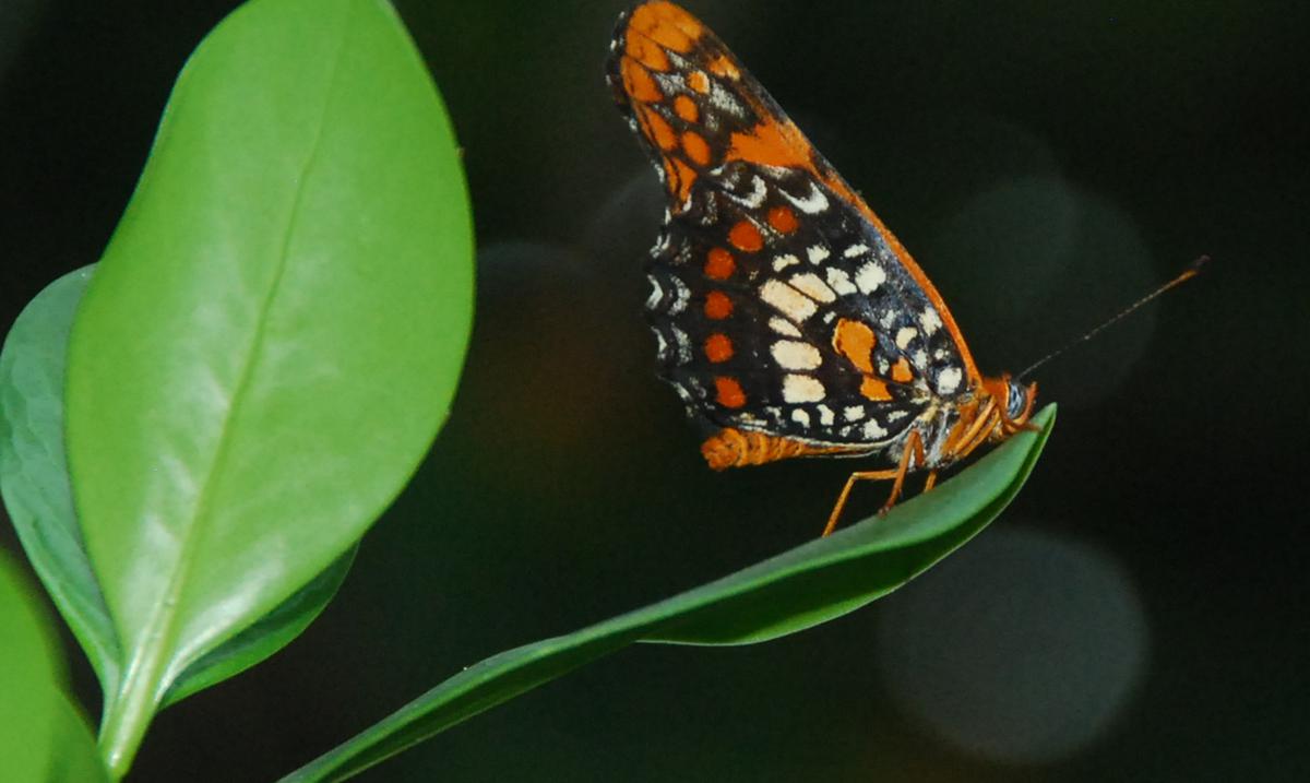 Nuevas denuncias sobre deforestacion del habitat de la mariposa arlequin en Quebradillas : Noticias de Puerto Rico