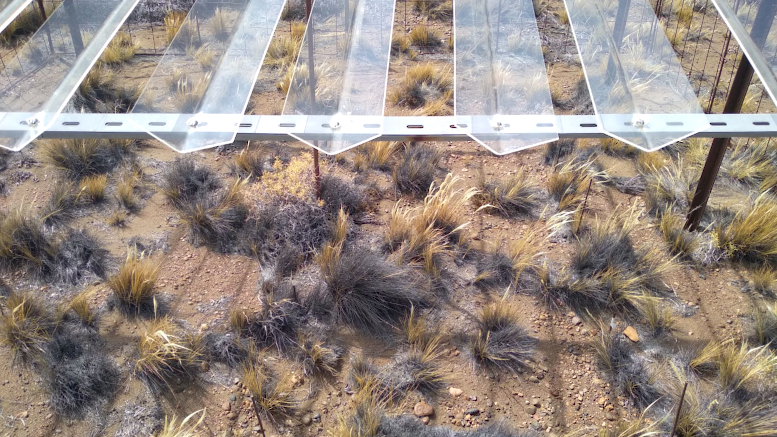 Sequias extremas amenazan la productividad de los pastizales en zonas aridas – este medio : Entretenimiento de Argentina