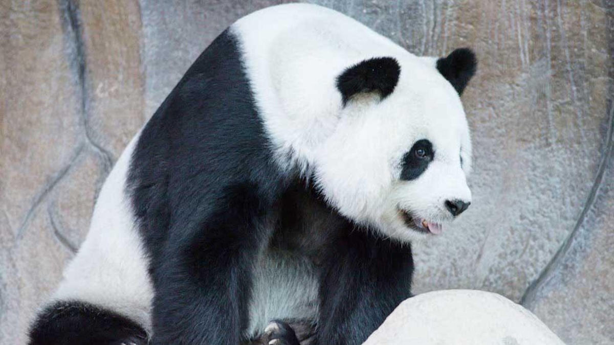 Tailandia: muere Lin Hui, el ultimo panda cedido por China : Noticias de