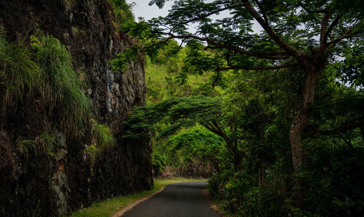 Promueven espacios verdes en areas urbanas : Noticias de Puerto Rico