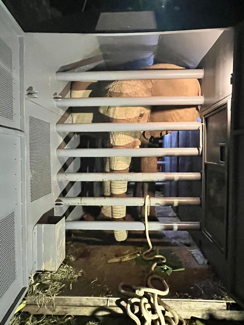 Comienza el traslado de la elefanta Mundi al aeropuerto de Aguadilla para partir hacia Estados Unidos : Noticias de Puerto Rico