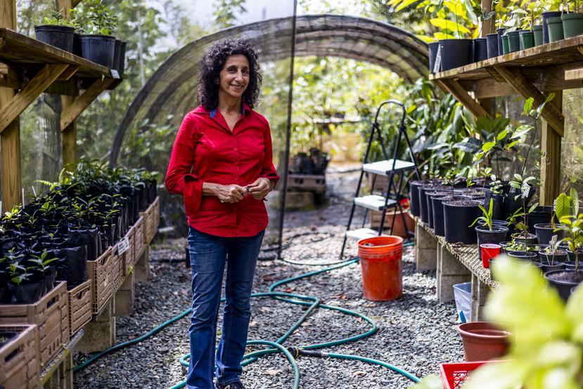 Las Casas de la Selva: un tesoro escondido en Patillas : Noticias de Puerto Rico