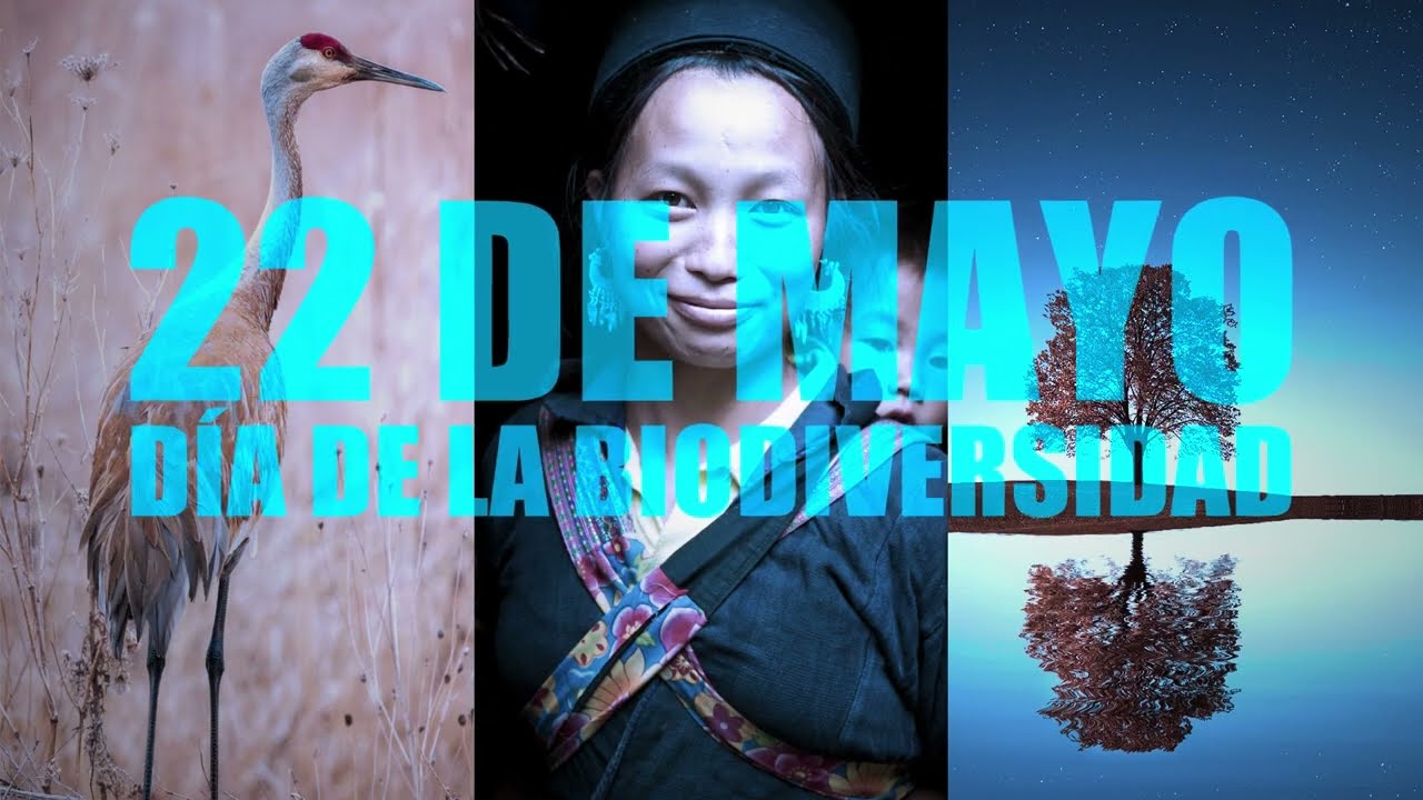 Efemerides Especiales: Hoy nos detenemos en el Dia Internacional de la Diversidad Biologica que se celebra cada 22 de mayo – este medio : Entretenimiento de Argentina
