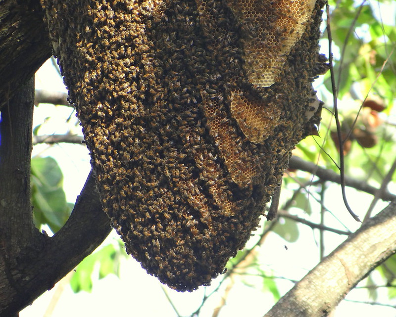 A FONDO | Las abejas africanizadas que estan matando en Centroamerica : Internacional de