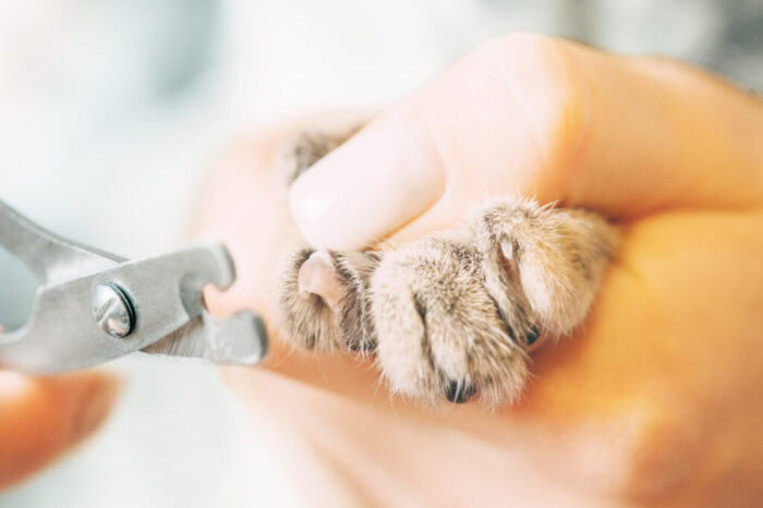 ¿Como cortarles las uñas a los gatos? Trucos para se calmen y no lo aruñen : Entretenimiento de Colombia