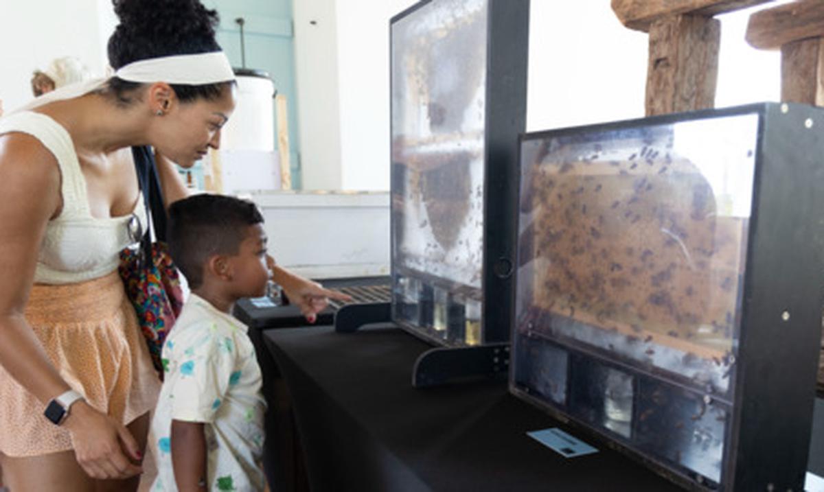 Destacan el importante rol de la polinizacion de las abejas : Noticias de Puerto Rico