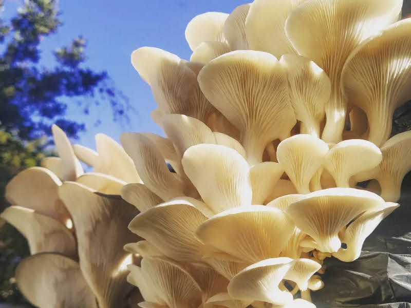 Comandante Espora, una productora venadense que invita a saborear y mejorar la salud con hongos : Noticias de Argentina