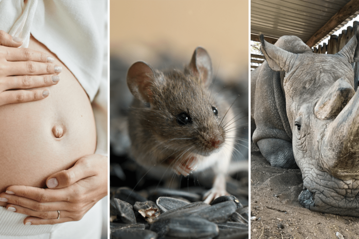 Por que la duracion de embarazo es diferente entre humanos y animales  : Noticias de
