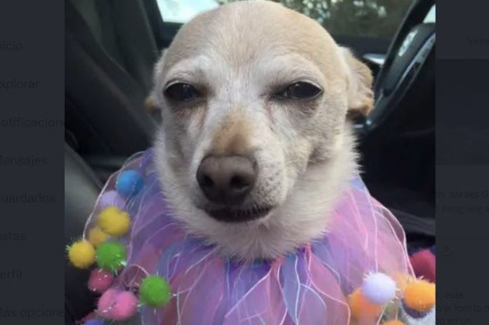 Despues de que desestimaran una acusacion de acoso y conducta inapropiada en su contra, Ezra Miller dijo que fue “atacado injusta y directamente” : Entretenimiento de Argentina