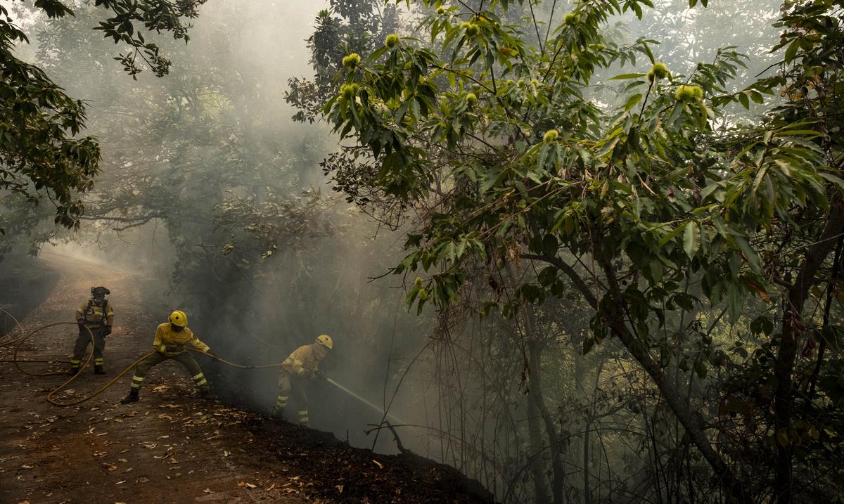 Policia confirma que incendio en isla española de Tenerife fue deliberado : Noticias de