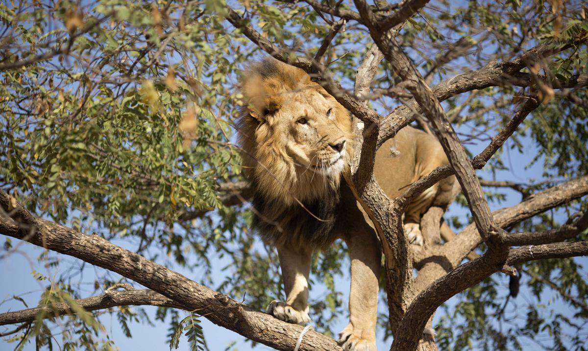 Alertan que los leones africanos estan a un paso de ser declarados en peligro de extincion : Noticias de
