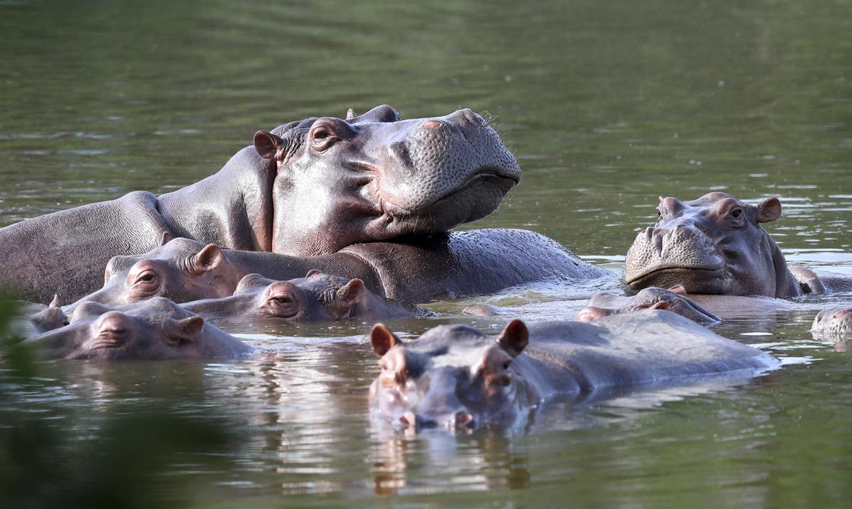 ¿Por que quieren que los 70 hipopotamos del narcotraficante Pablo Escobar sean llevados a la India y Mexico? : Entretenimiento de Puerto Rico