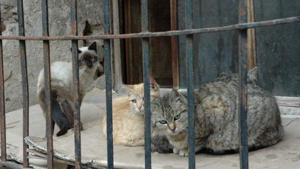 Rescatan a mas de 1.000 gatos en China que iban a ser sacrificados para venderlos como carne de cerdo o cordero : Internacional de