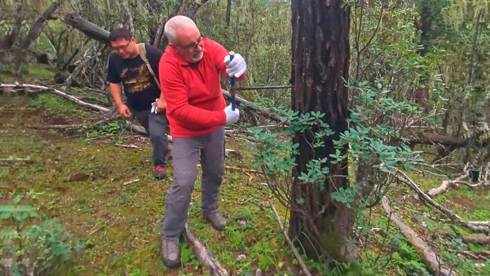 Analizaron el crecimiento de arboles para correlacionar variaciones climaticas con cambios civilizatorios : Noticias de Argentina