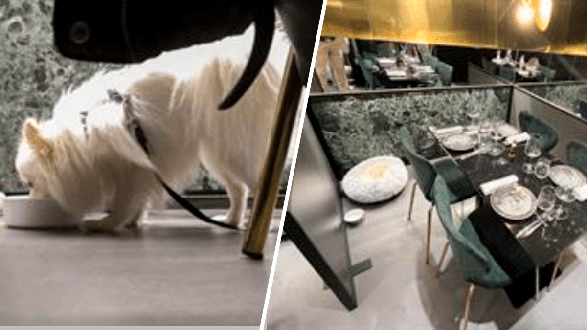 Conoce “Fiuto”, el primer restaurante en Italia diseñado para disfrutar en compañia de personas y perros : Noticias de