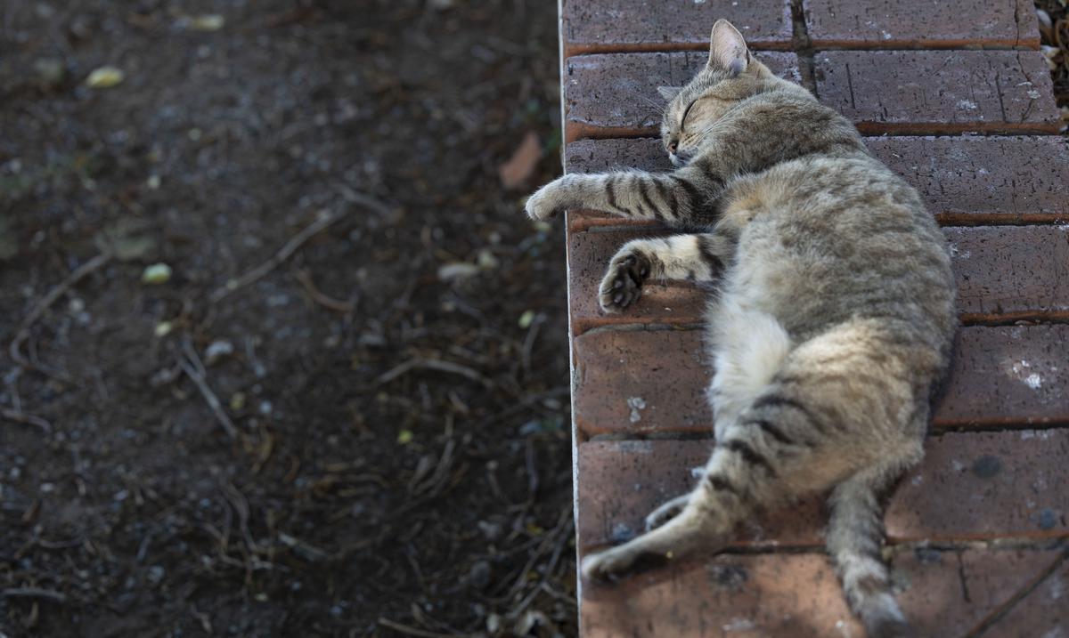 Save a Gato reubica casi una treintena de felinos del Viejo San Juan mientras espera por plan de remocion : Noticias de Puerto Rico