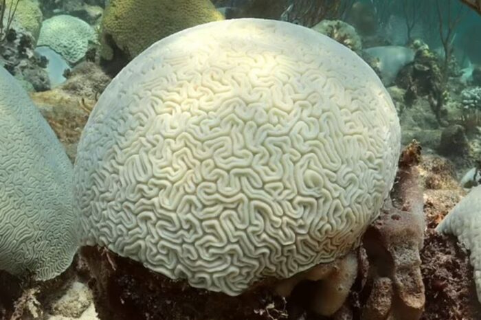Quienes son los jardineros de coral de la Polinesia: asi es su trabajo en el mar : Internacional de