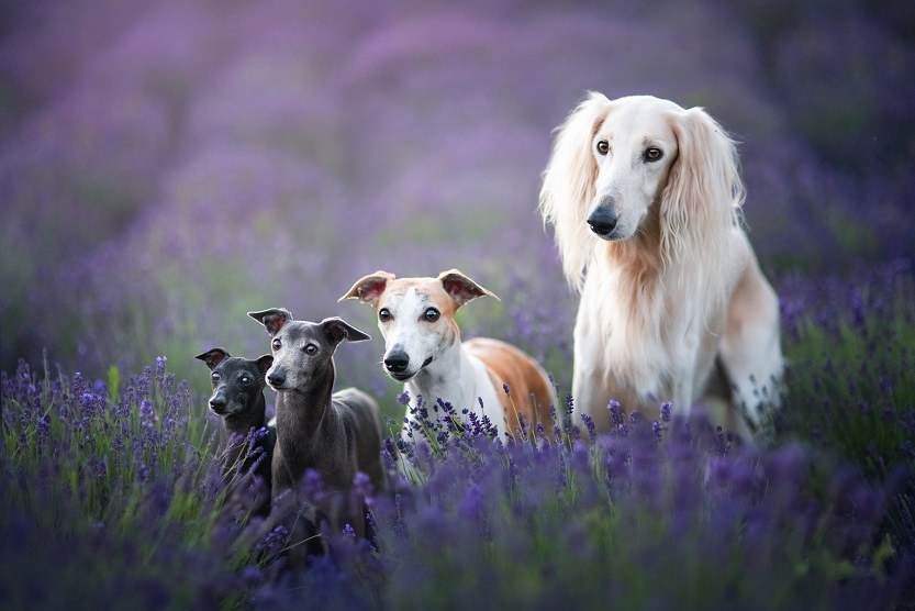 Alemania podria prohibir la cria de perros salchicha debido a su “anomalia esqueletica” : Internacional de