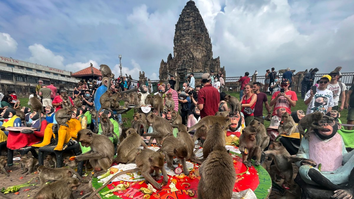 Lopburi, la ciudad copada por monos salvajes : Noticias de