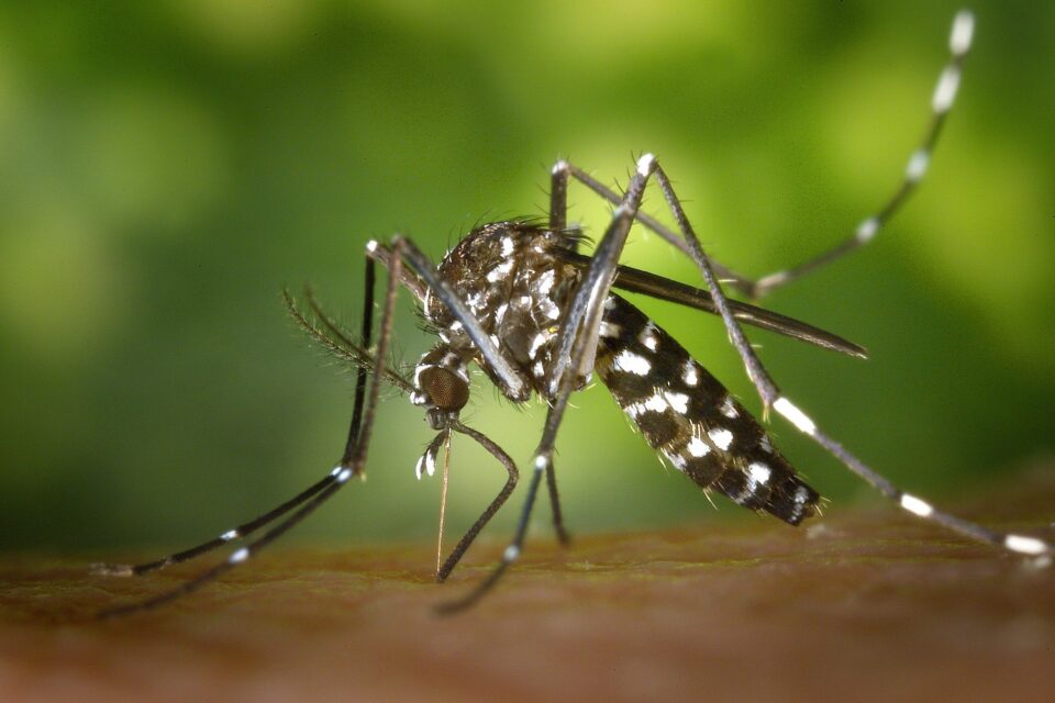 Una experta advierte: las enfermedades transmitidas por mosquitos se estan convirtiendo en fenomeno global : Internacional de